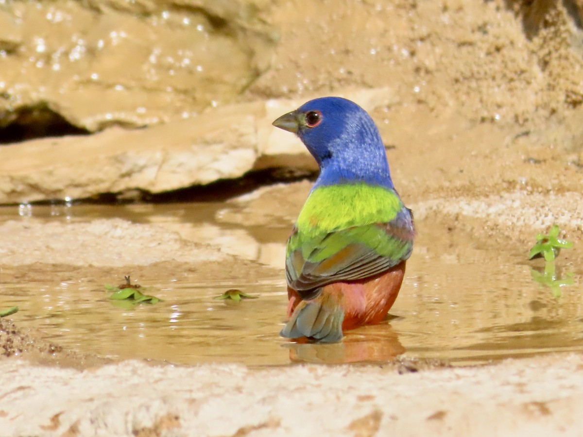 Painted Bunting - ML618345637