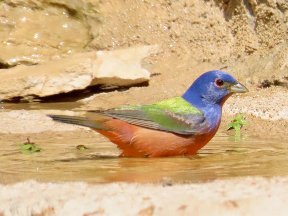 Painted Bunting - ML618345639