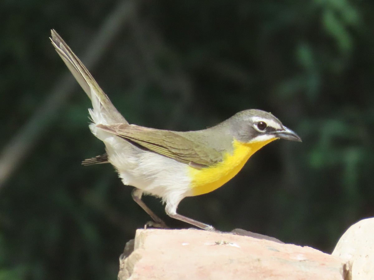 Yellow-breasted Chat - ML618345659