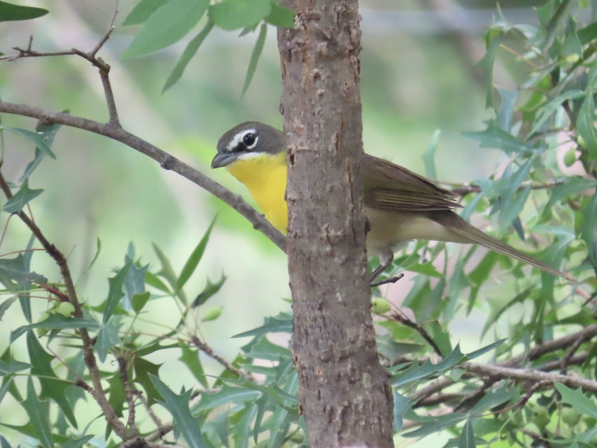 Yellow-breasted Chat - ML618345660