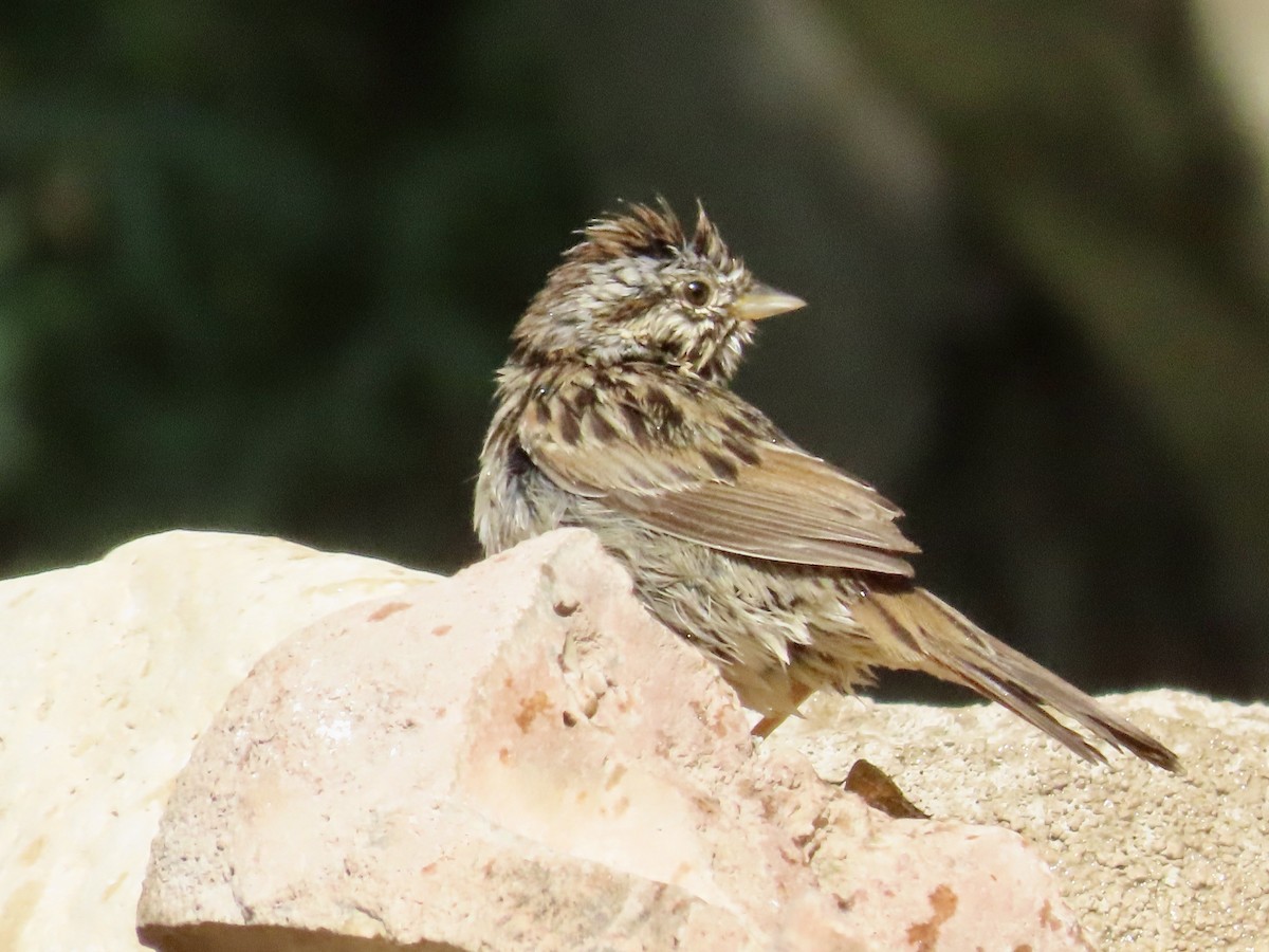 Lincoln's Sparrow - ML618345709