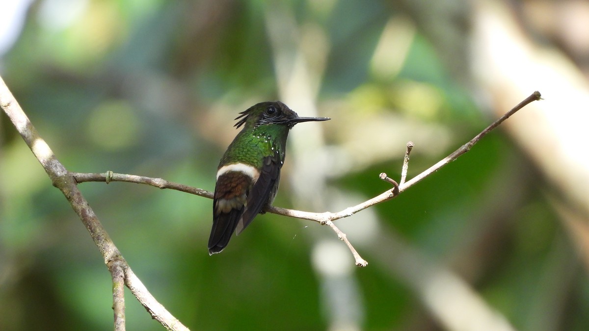 Butterfly Coquette - Jorge Muñoz García   CAQUETA BIRDING