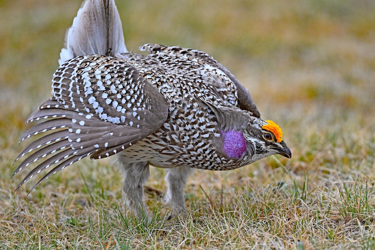 Sharp-tailed Grouse - ML618345802