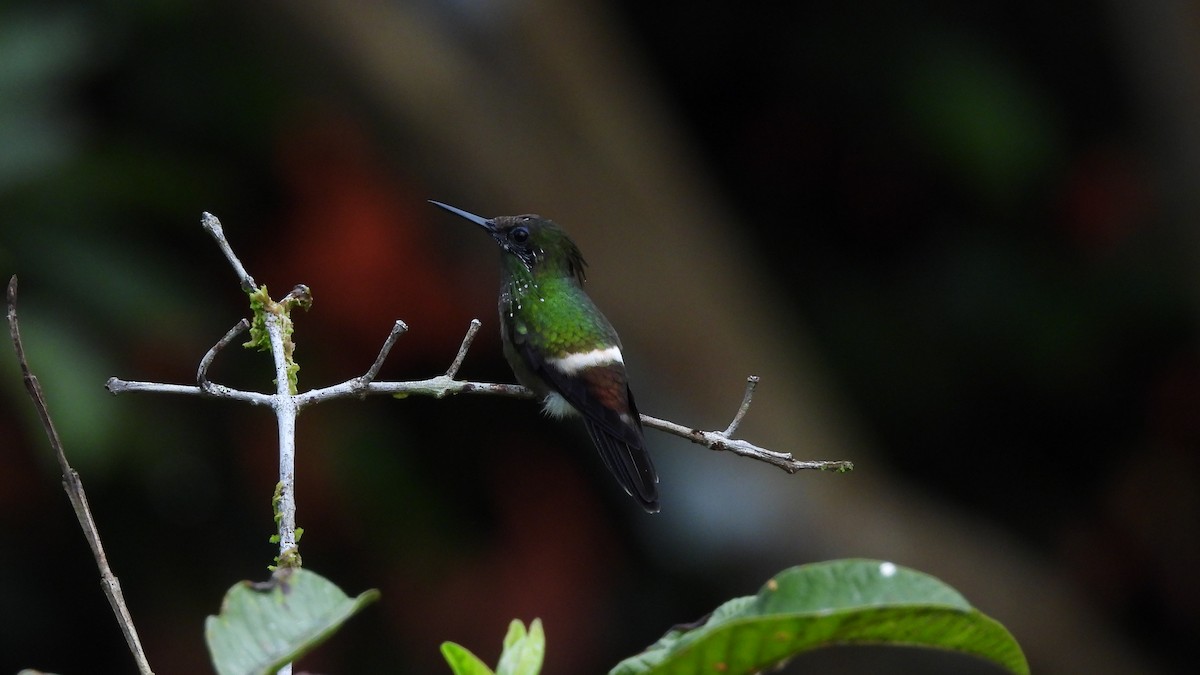 Butterfly Coquette - Jorge Muñoz García   CAQUETA BIRDING