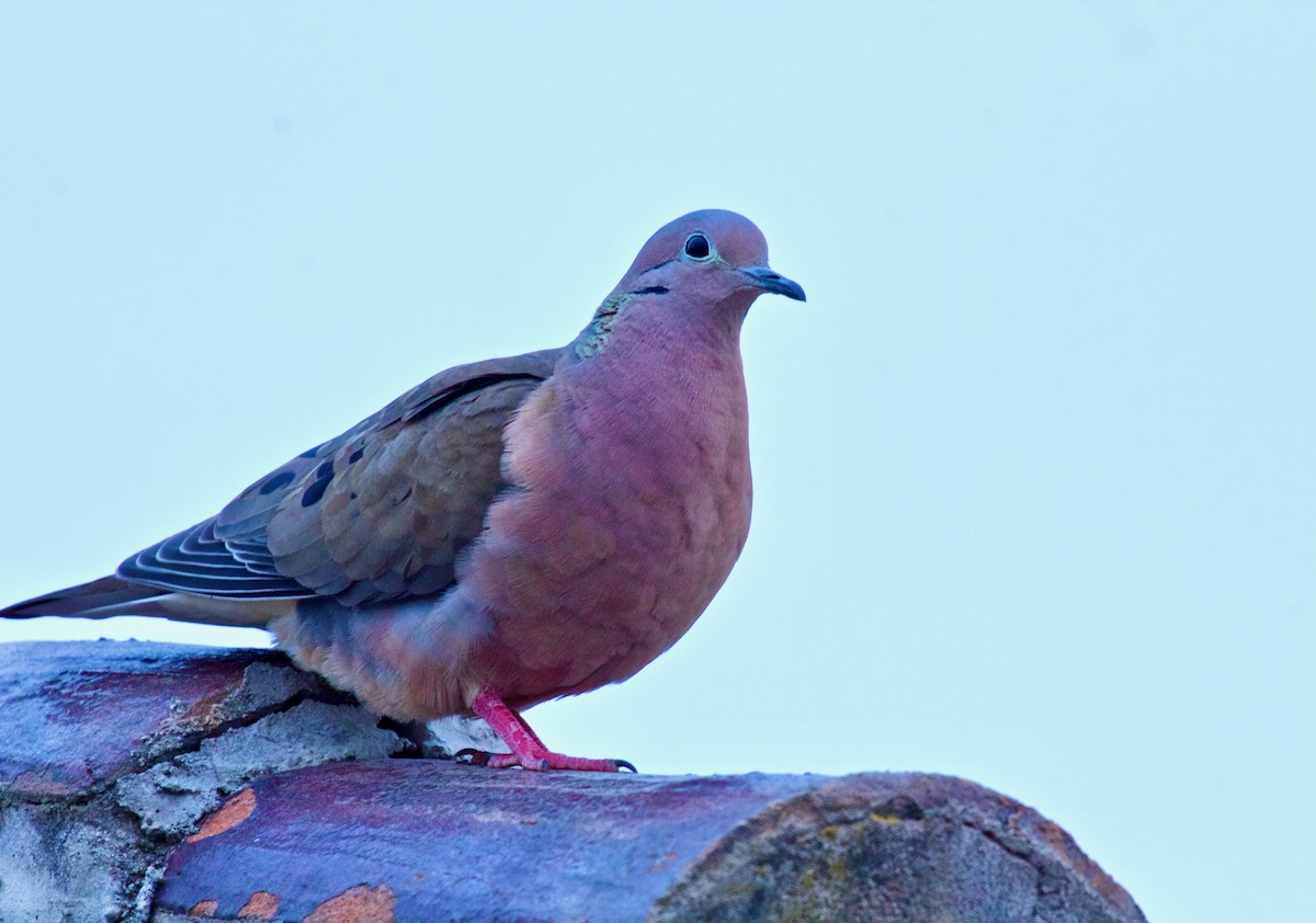 Eared Dove - Paul Petrus