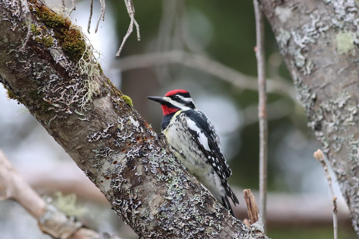 Yellow-bellied Sapsucker - David Currie