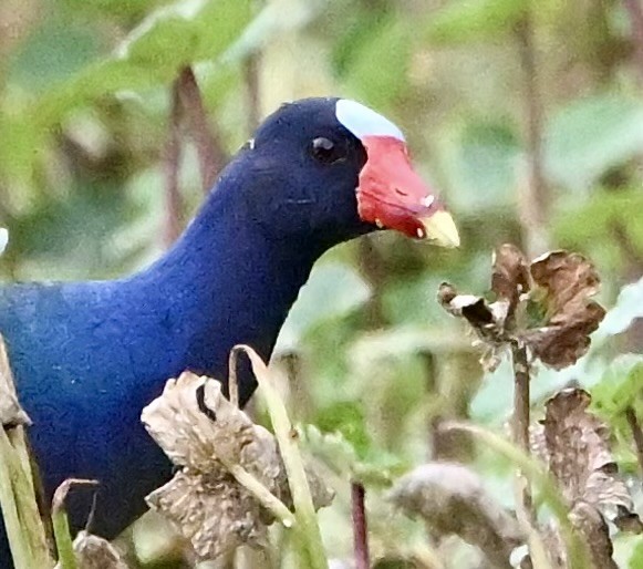 Purple Gallinule - Wayne Poorman