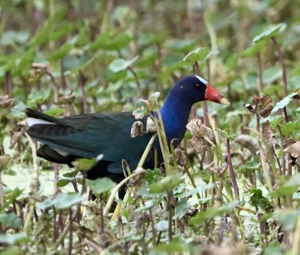 Purple Gallinule - ML618345846