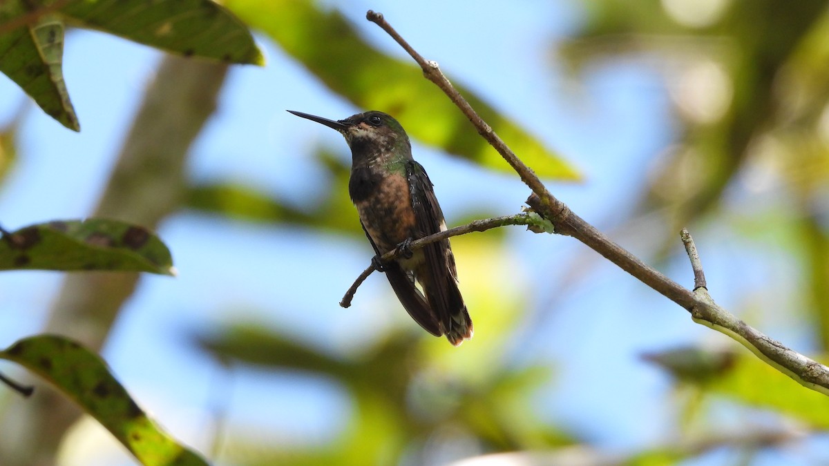 Butterfly Coquette - Jorge Muñoz García   CAQUETA BIRDING