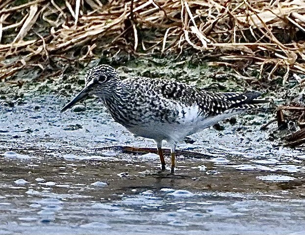 Lesser Yellowlegs - ML618345877