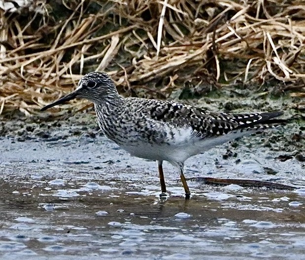 vodouš žlutonohý - ML618345878