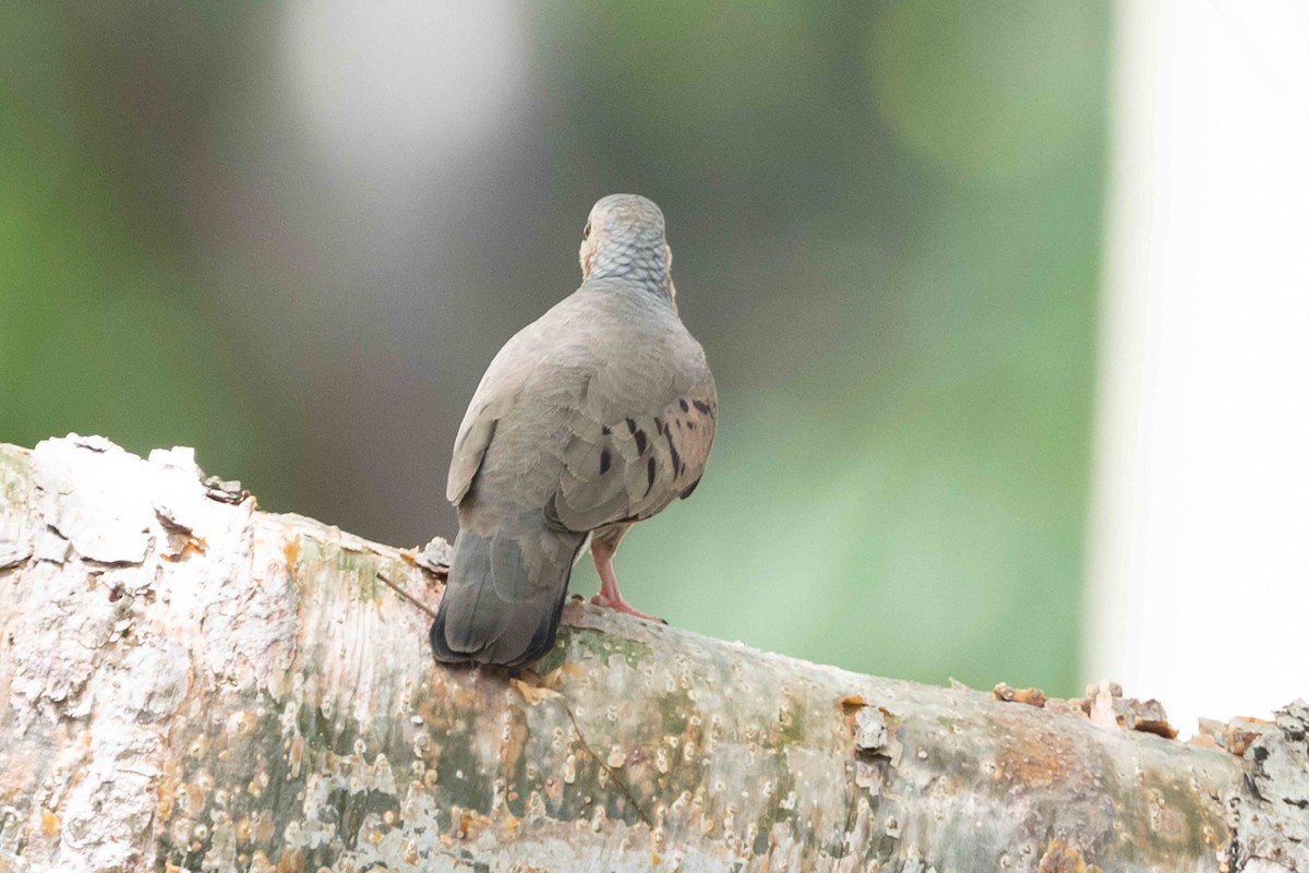 Common Ground Dove - Linda Rudolph