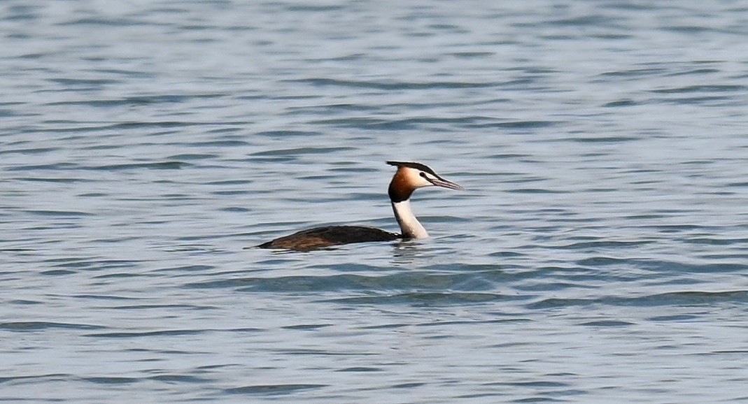 Great Crested Grebe - ML618345883