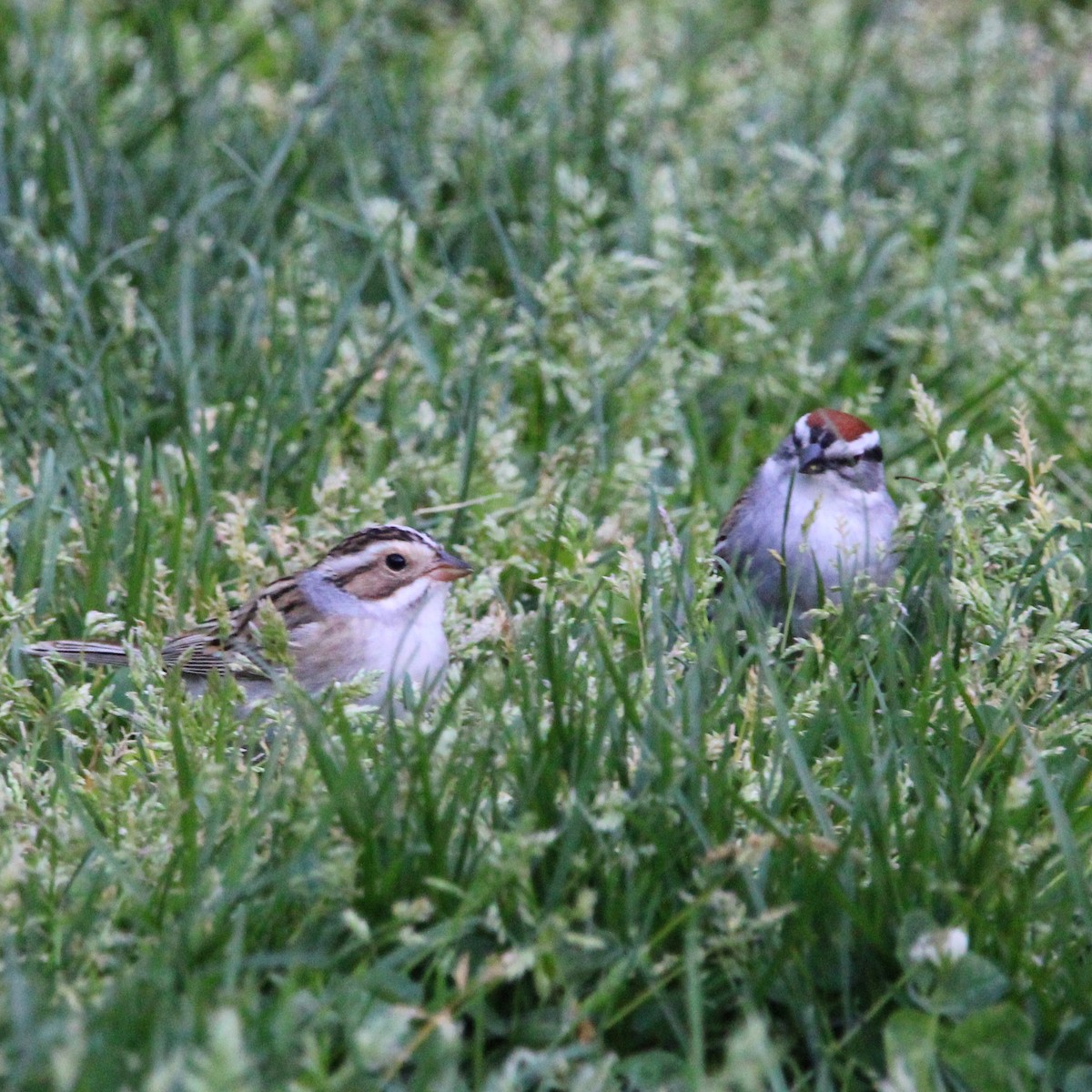 Clay-colored Sparrow - Brad Miles