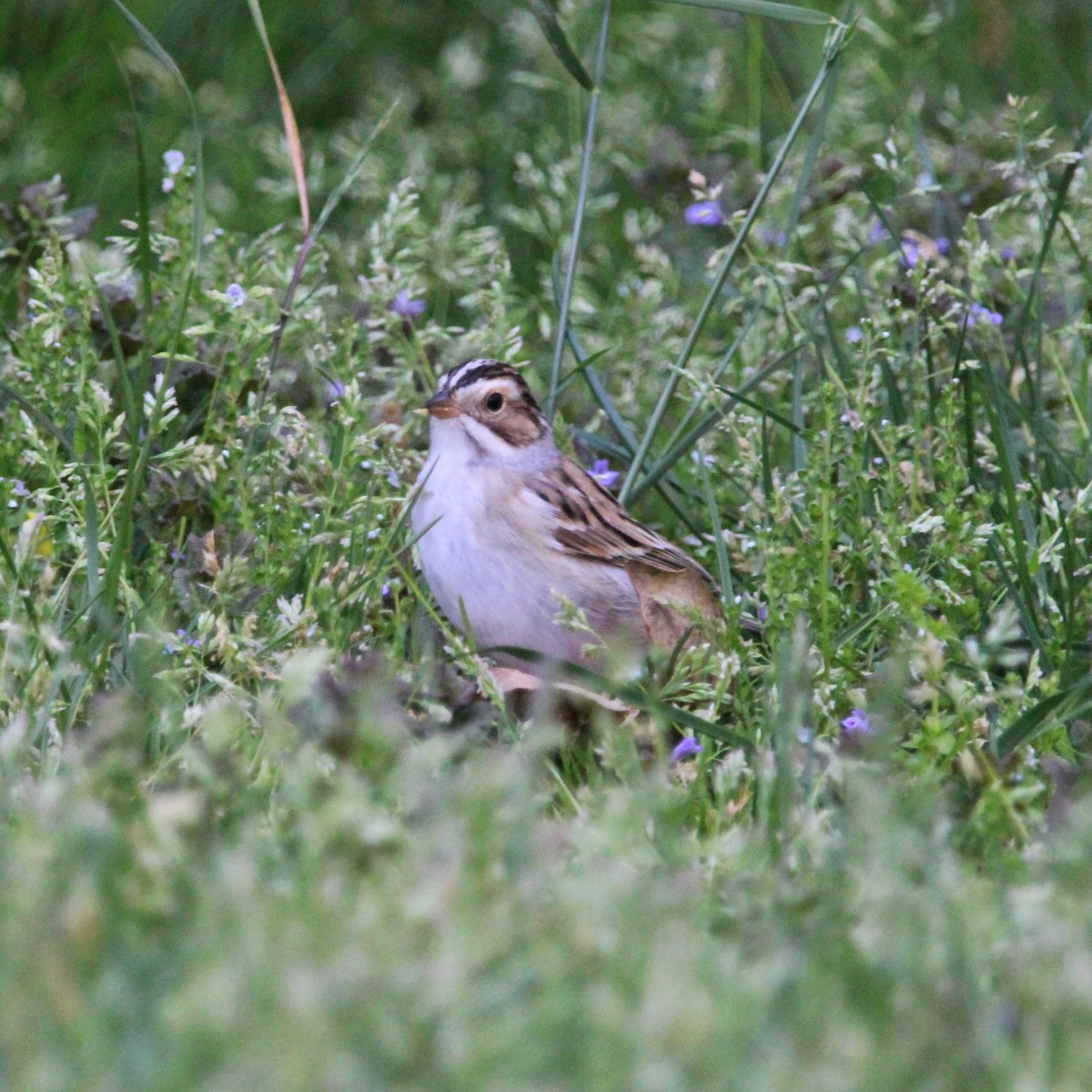 Clay-colored Sparrow - ML618345886