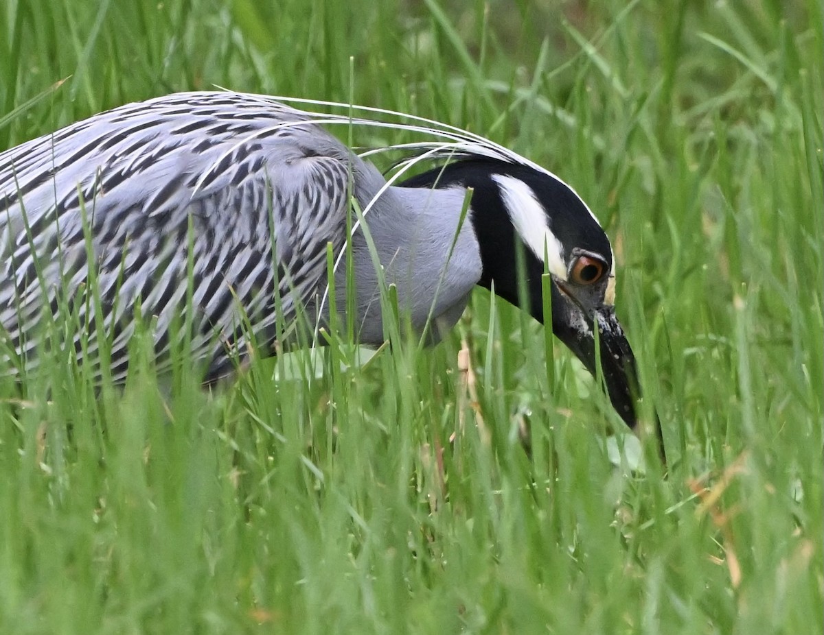 Yellow-crowned Night Heron - ML618345913