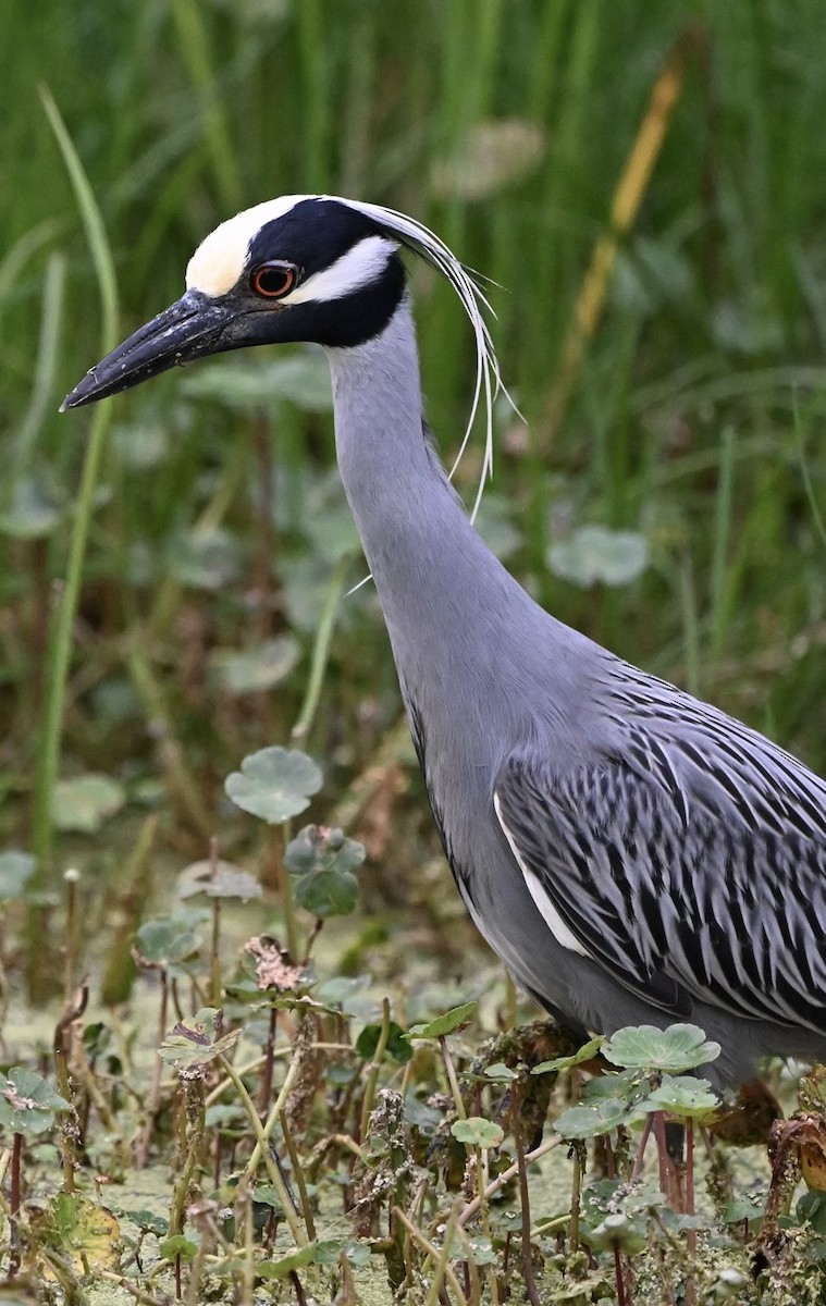 Yellow-crowned Night Heron - ML618345914