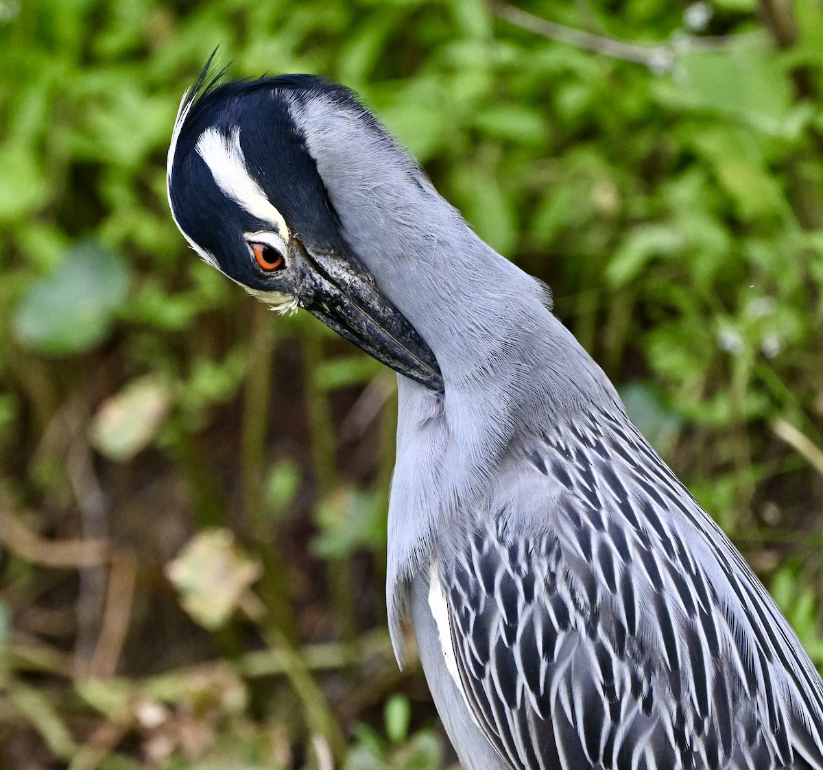 Yellow-crowned Night Heron - Wayne Poorman