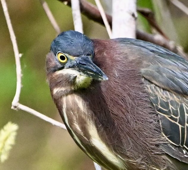 volavka zelenavá - ML618345936