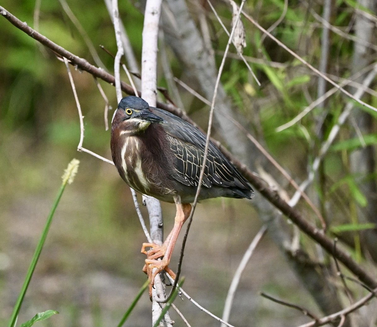 Green Heron - ML618345937