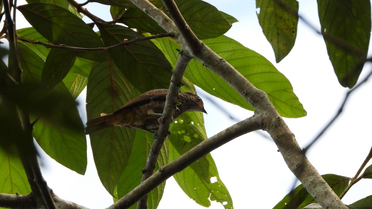 Plum-throated Cotinga - ML618345950