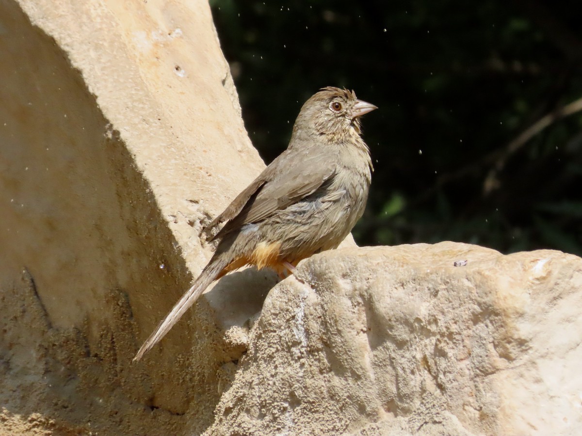 Canyon Towhee - ML618345951