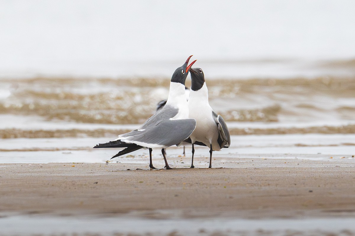 Laughing Gull - Cameron Gustavson