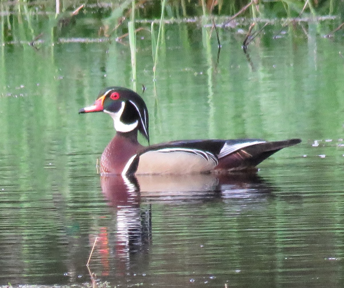 Wood Duck - ML618345982