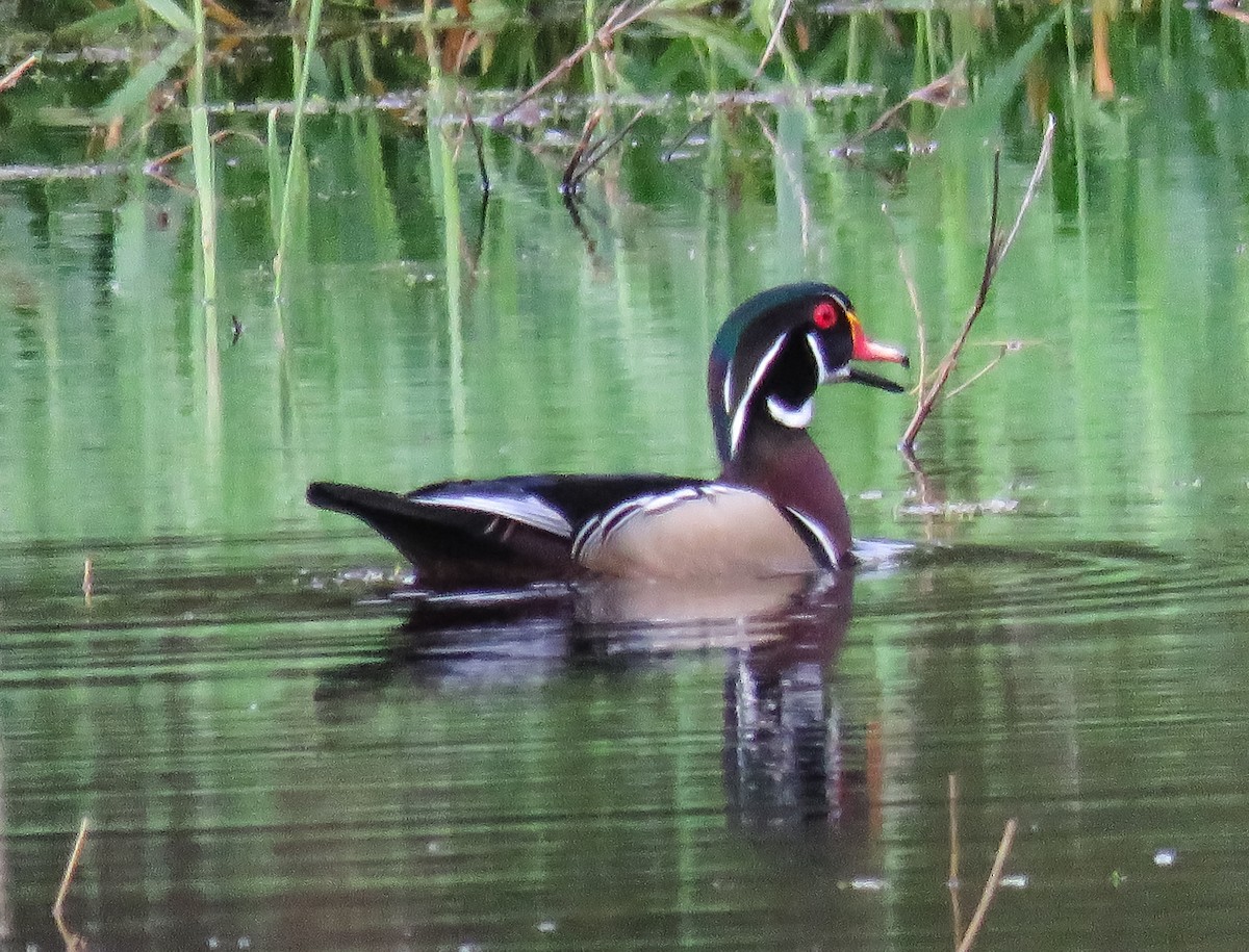 Wood Duck - Anne Moretti