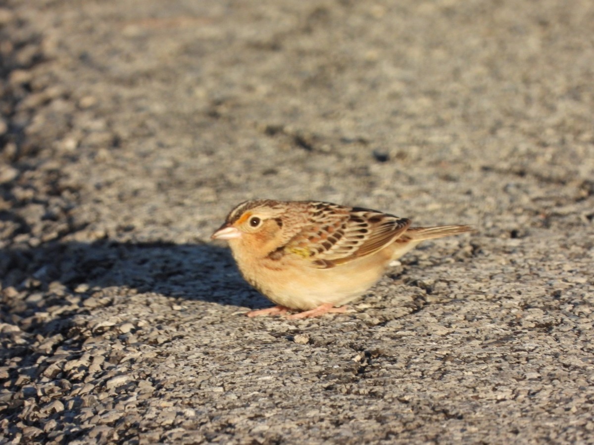 Grasshopper Sparrow - Cliff Dekdebrun