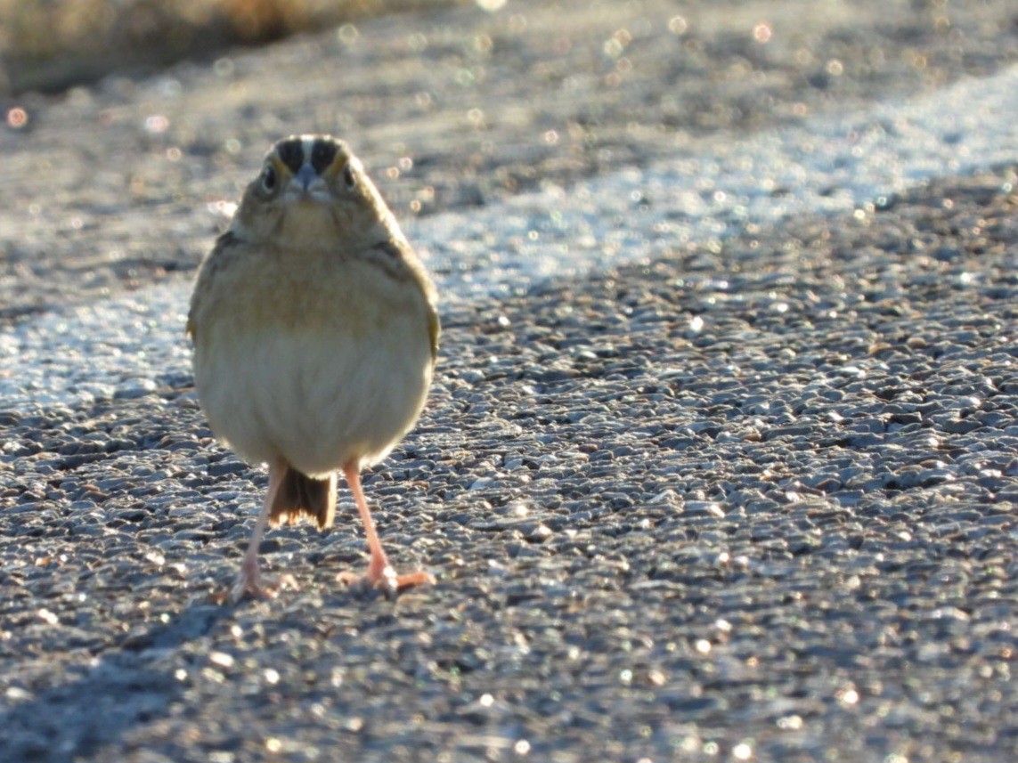 Grasshopper Sparrow - Cliff Dekdebrun