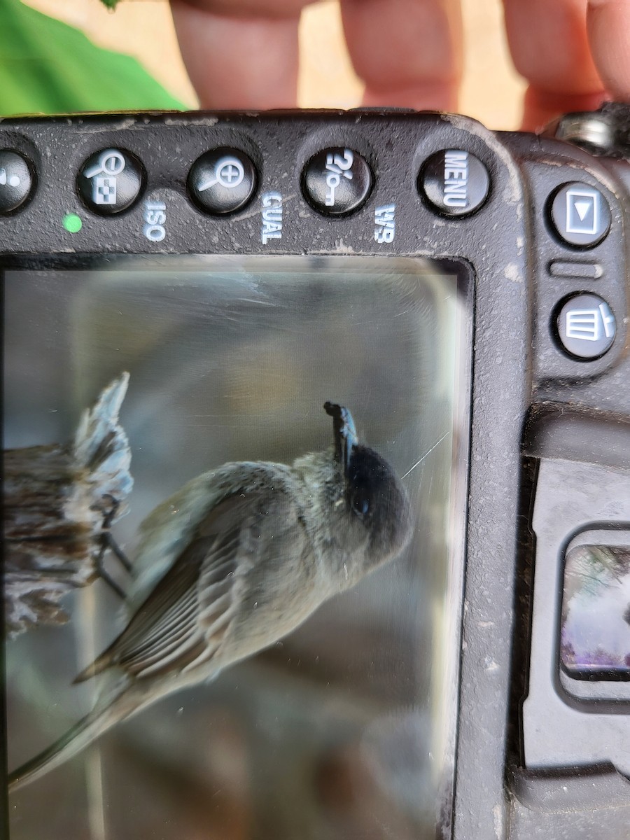 Eastern Phoebe - ML618346043