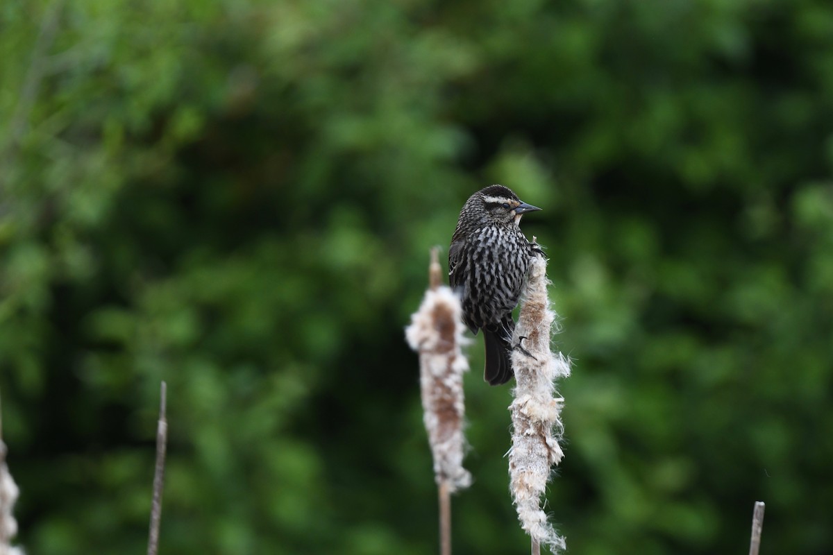 Red-winged Blackbird - joe demko