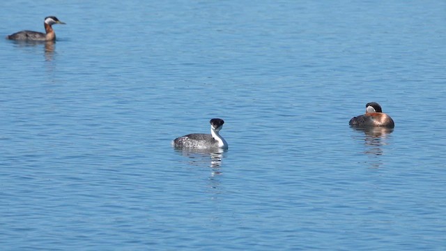 Western Grebe - ML618346051