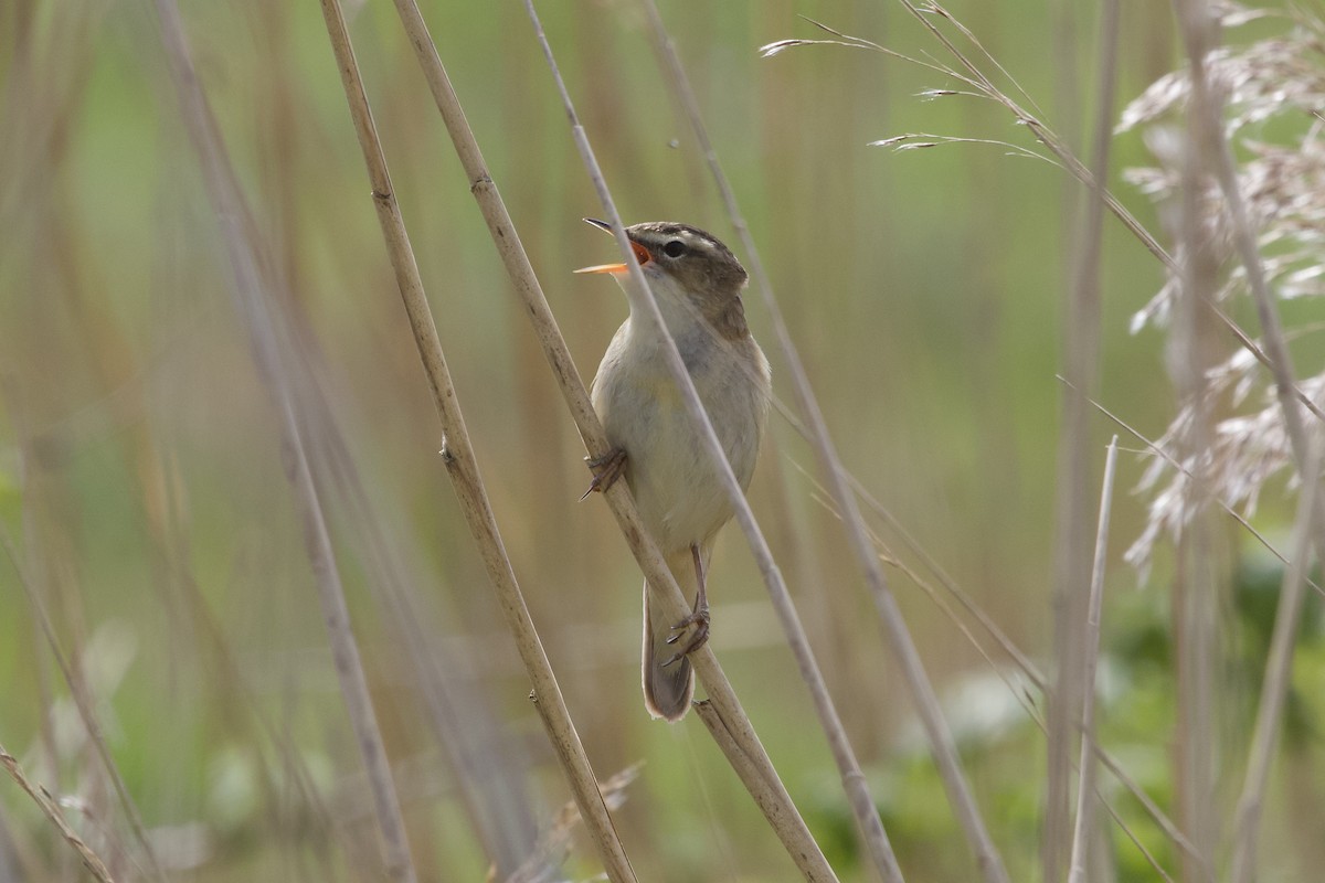 Sedge Warbler - ML618346060