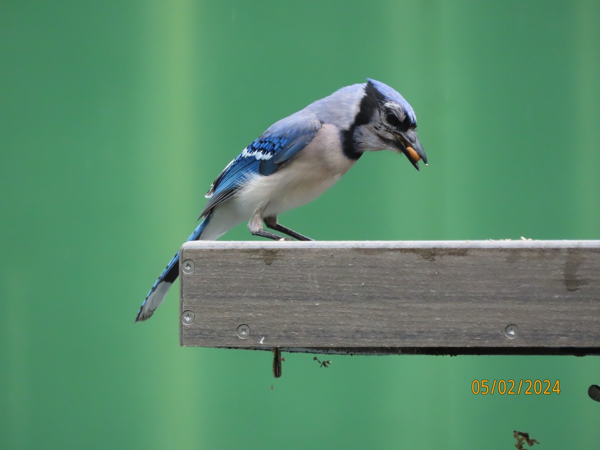 Blue Jay - Susan Leake