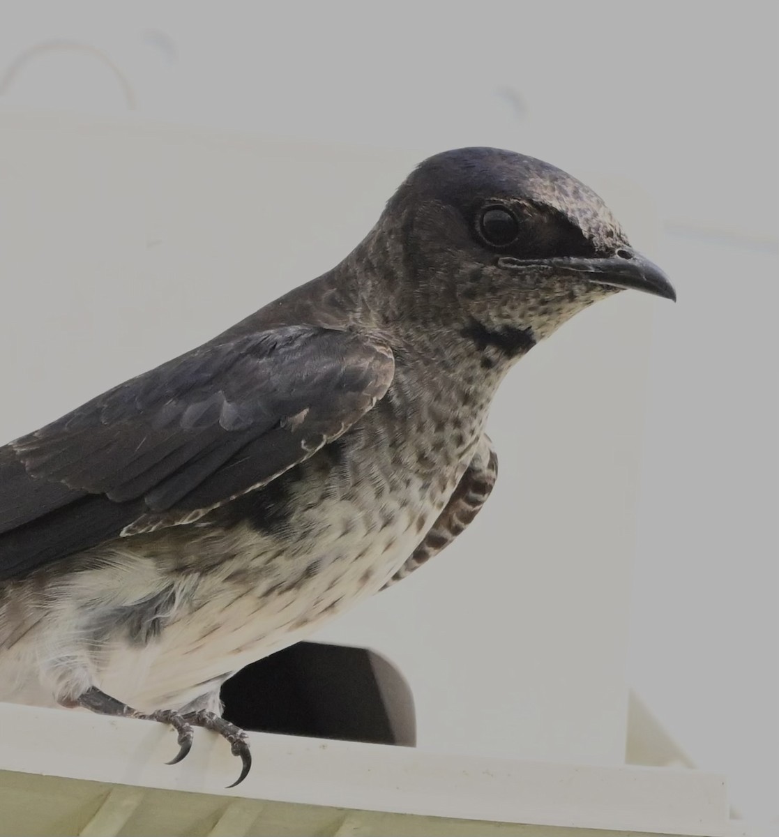 Purple Martin - ML618346137