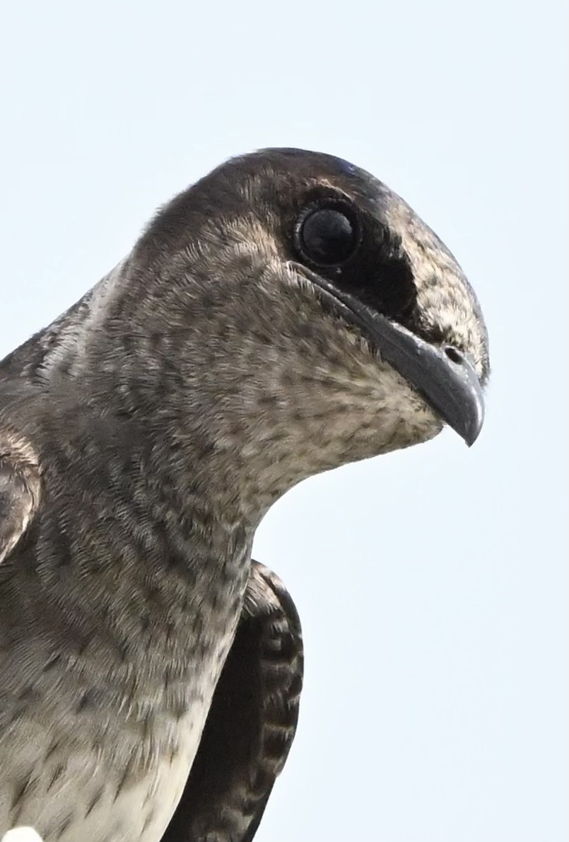 Purple Martin - ML618346138