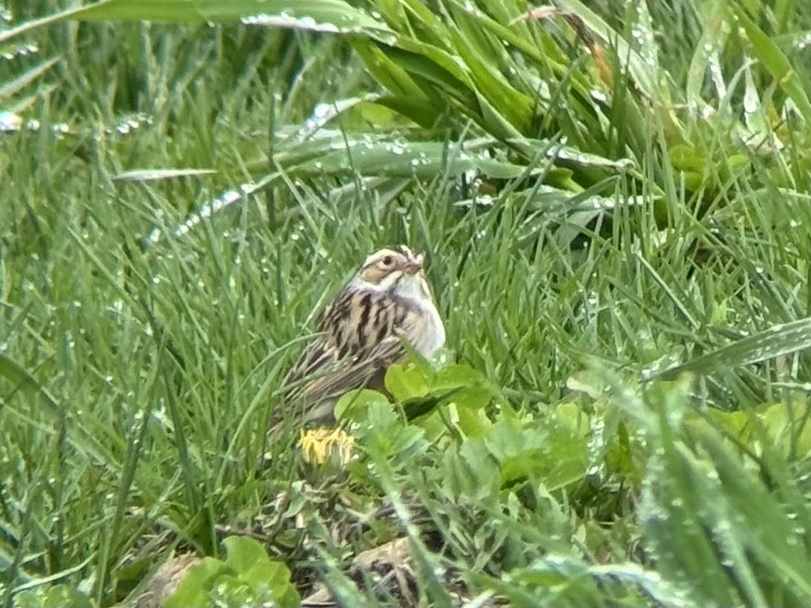 Clay-colored Sparrow - Amy Collins