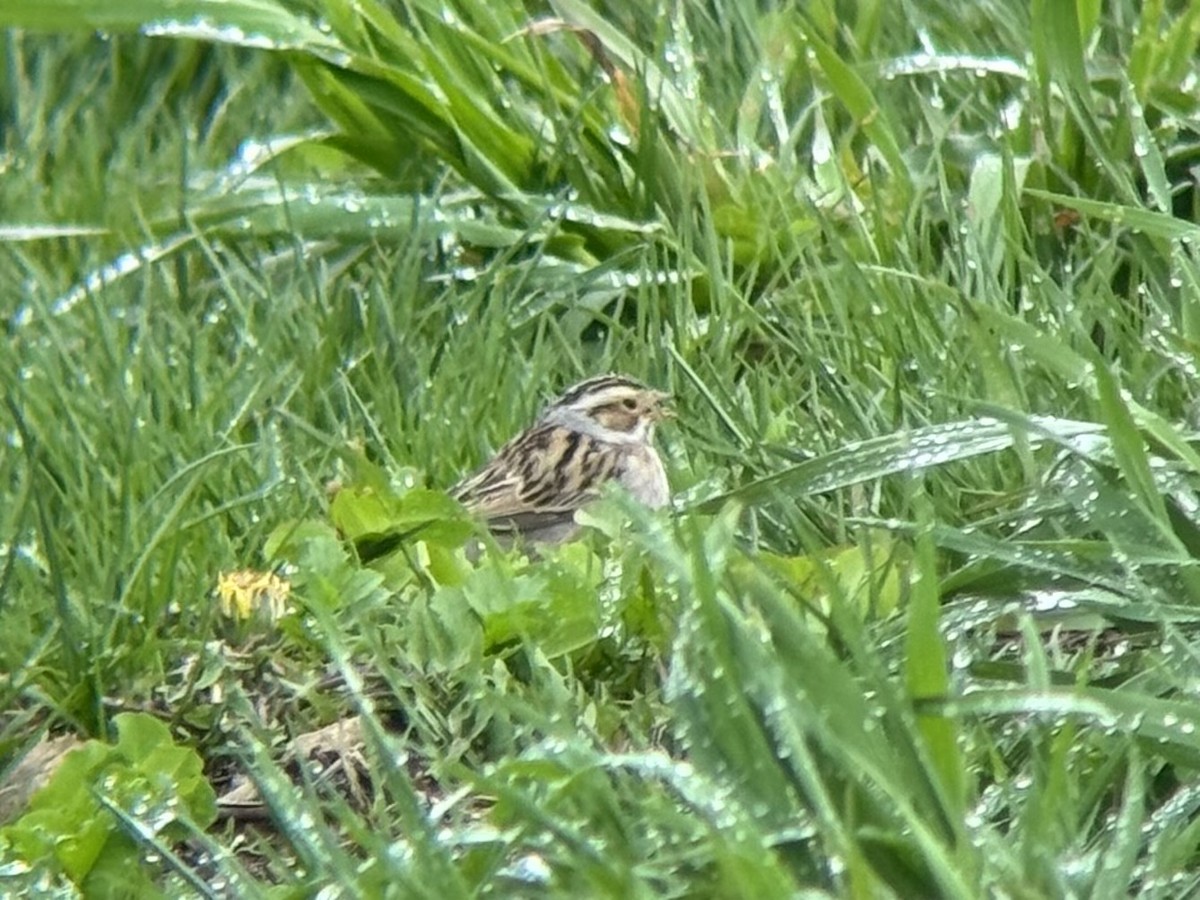 Clay-colored Sparrow - ML618346146