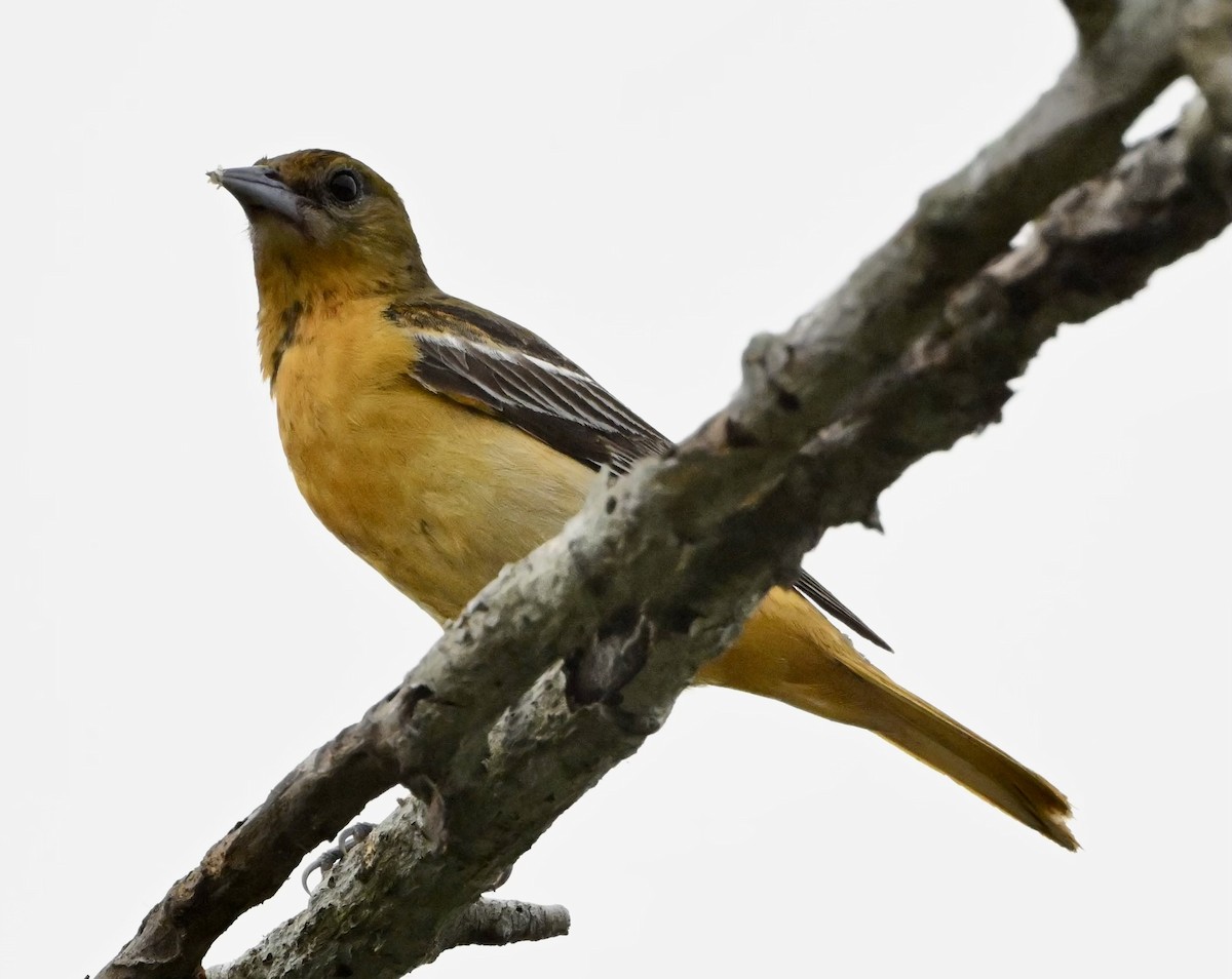 trupiál baltimorský - ML618346150