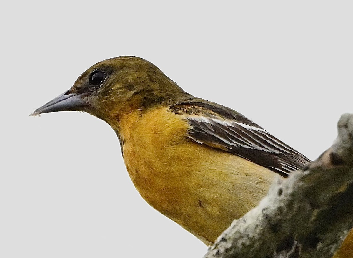 Baltimore Oriole - ML618346151