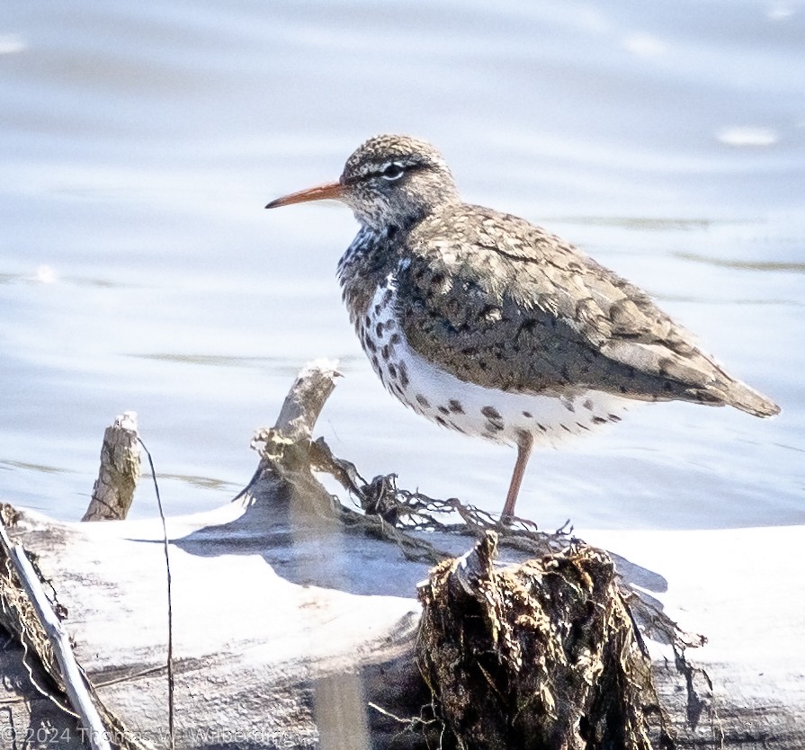 Spotted Sandpiper - ML618346157