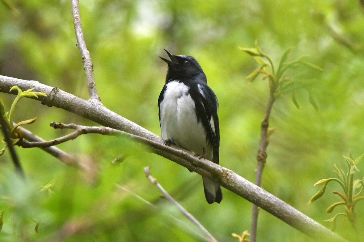 Black-throated Blue Warbler - Maha Katnani