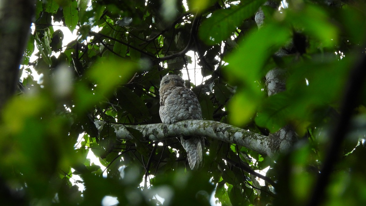 Great Potoo - ML618346198