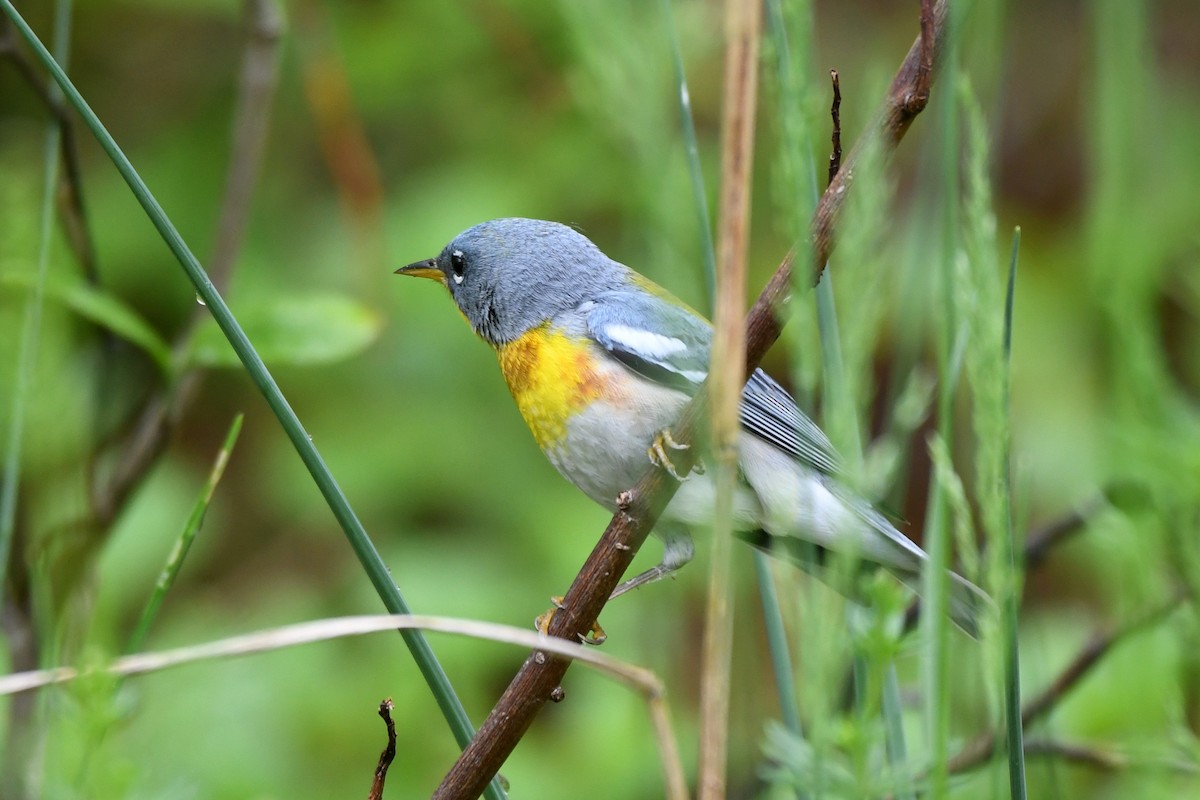 Northern Parula - ML618346209