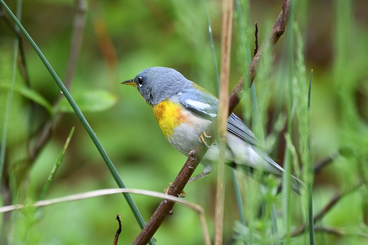 Northern Parula - Maha Katnani