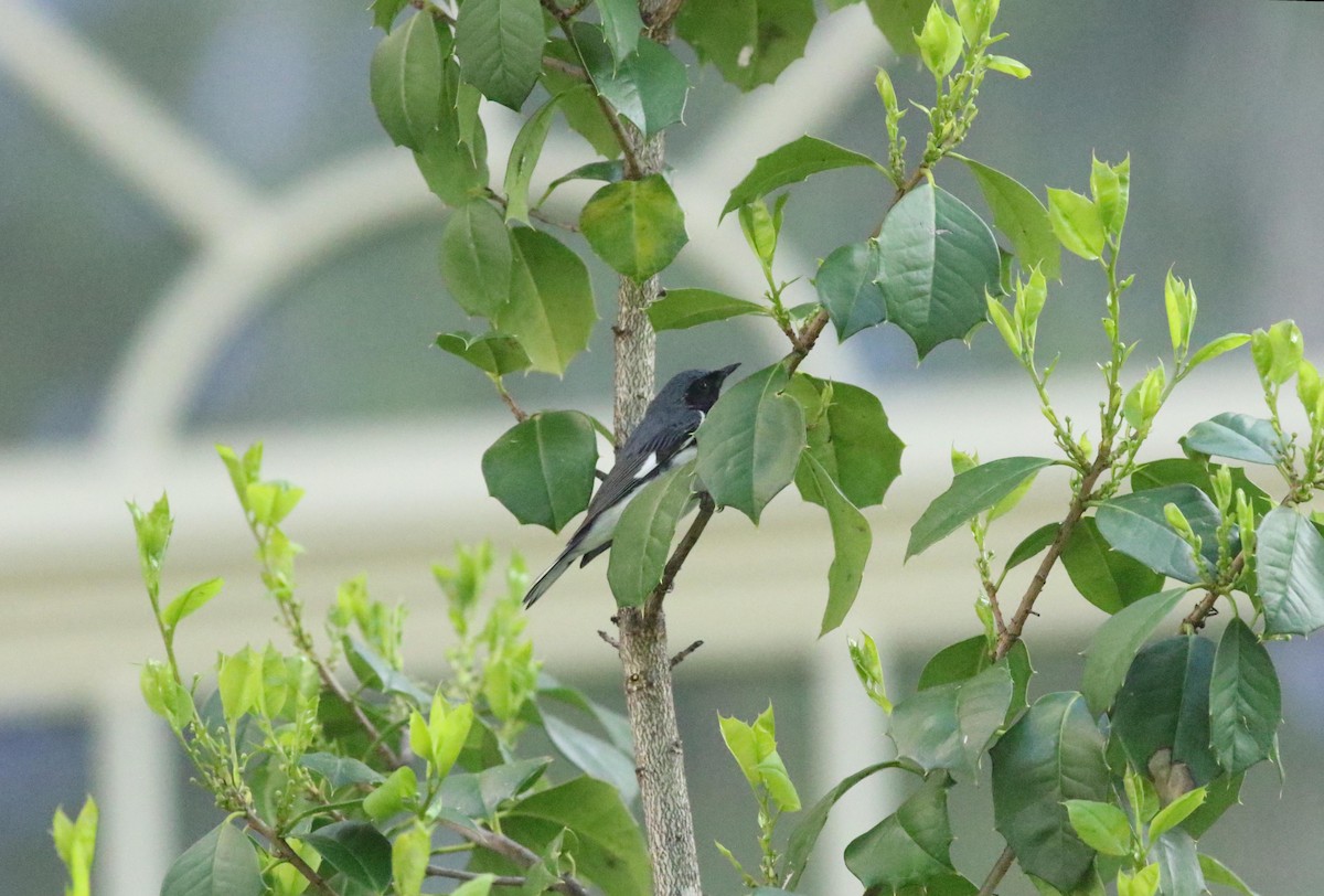 Black-throated Blue Warbler - Joe Gyekis
