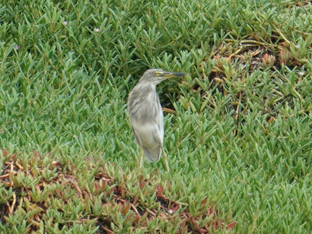 Indian Pond-Heron - ML618346264