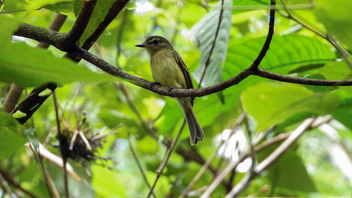 Large-headed Flatbill - Jorge Muñoz García   CAQUETA BIRDING